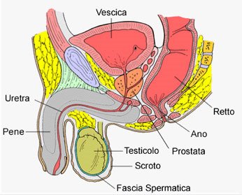 Schema anatomico dell'apparato genitale e urinario maschile