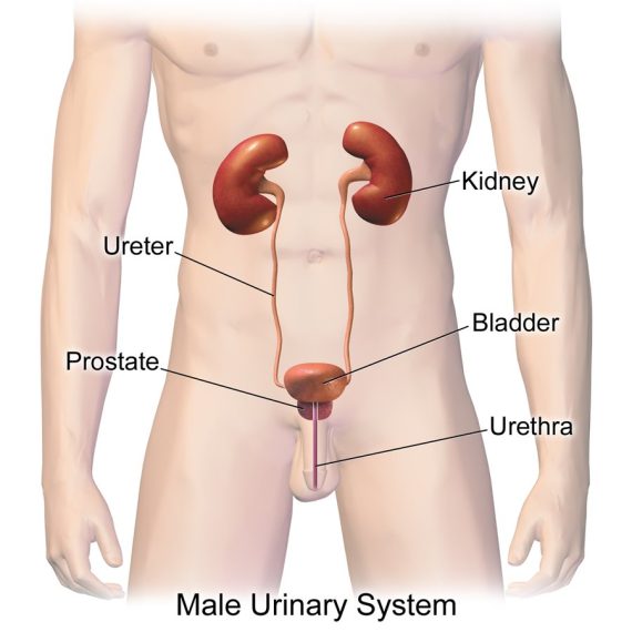 Schema dell’apparato urinario maschile: reni, ureteri, vescica, prostata e uretra